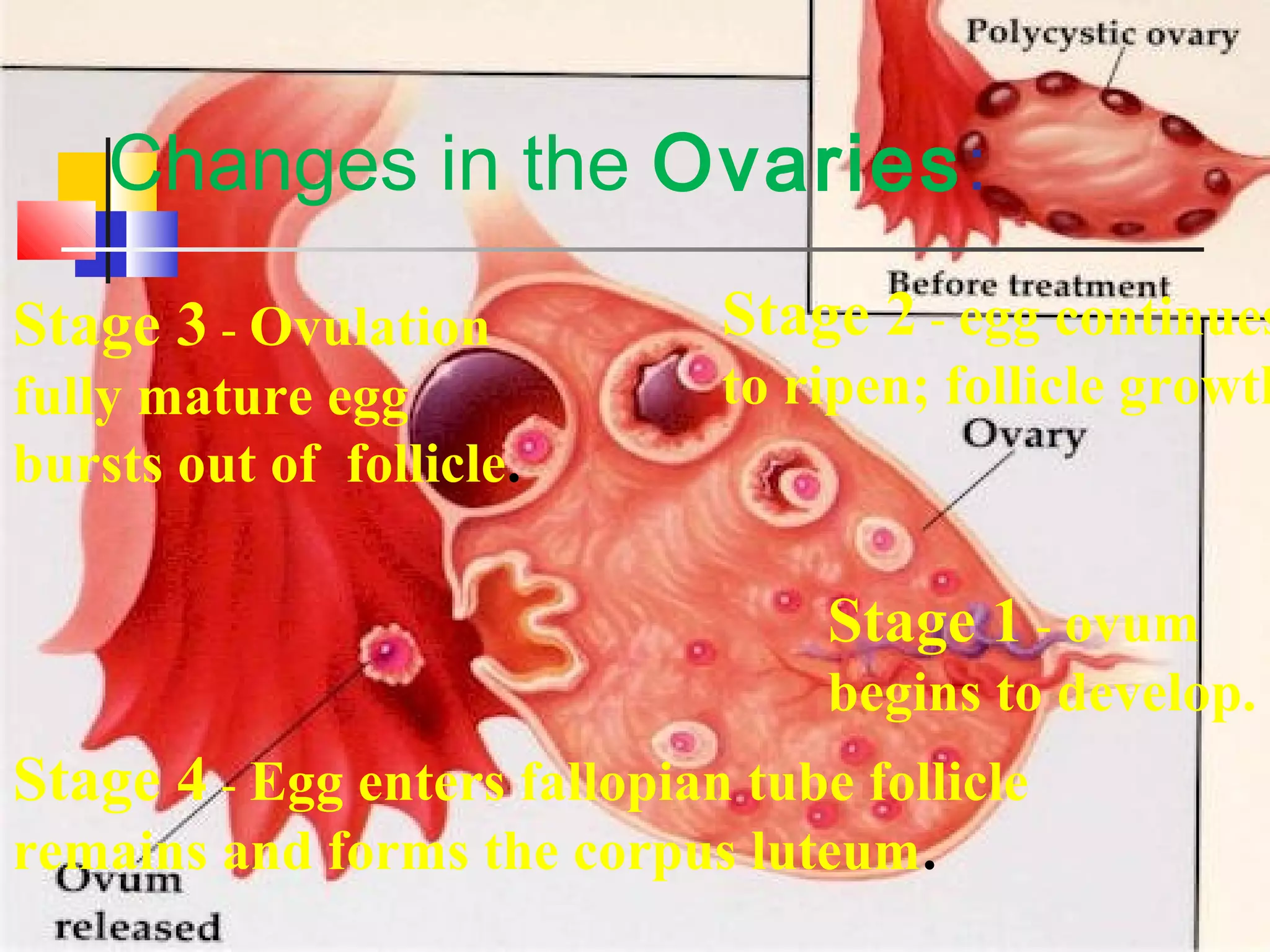 Changes in the Ovaries:
Stage 1 - ovum
begins to develop.
Stage 2 - egg continues
to ripen; follicle growth
Stage 3 - Ovulation
fully mature egg
bursts out of follicle.
Stage 4 - Egg enters fallopian tube follicle
remains and forms the corpus luteum.
 