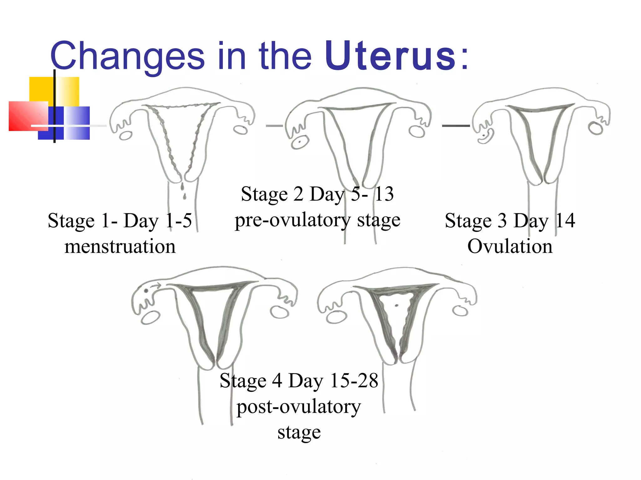 Changes in the Uterus:
Stage 1- Day 1-5
menstruation
Stage 2 Day 5- 13
pre-ovulatory stage Stage 3 Day 14
Ovulation
Stage 4 Day 15-28
post-ovulatory
stage
 