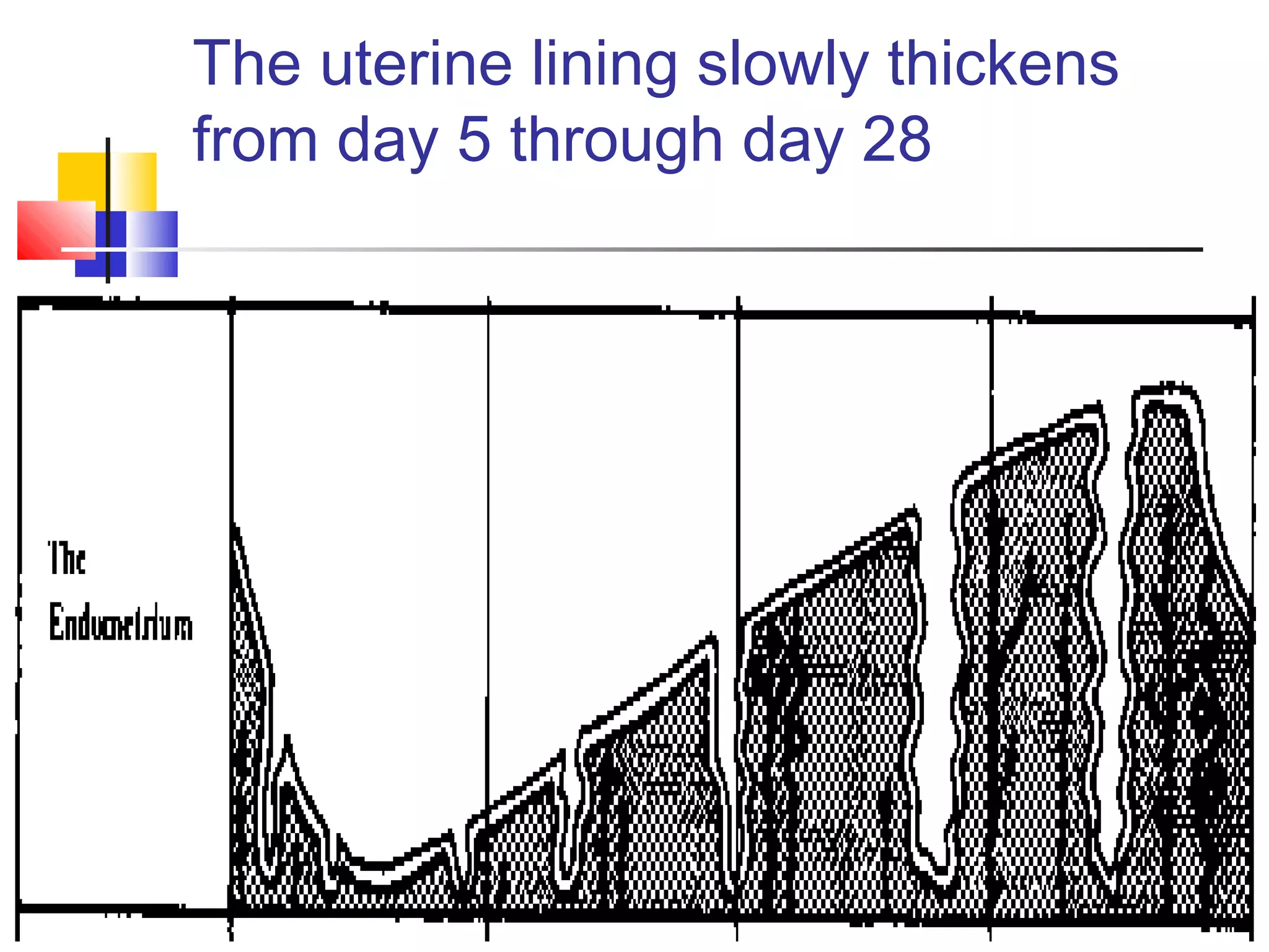 The uterine lining slowly thickens
from day 5 through day 28
 
