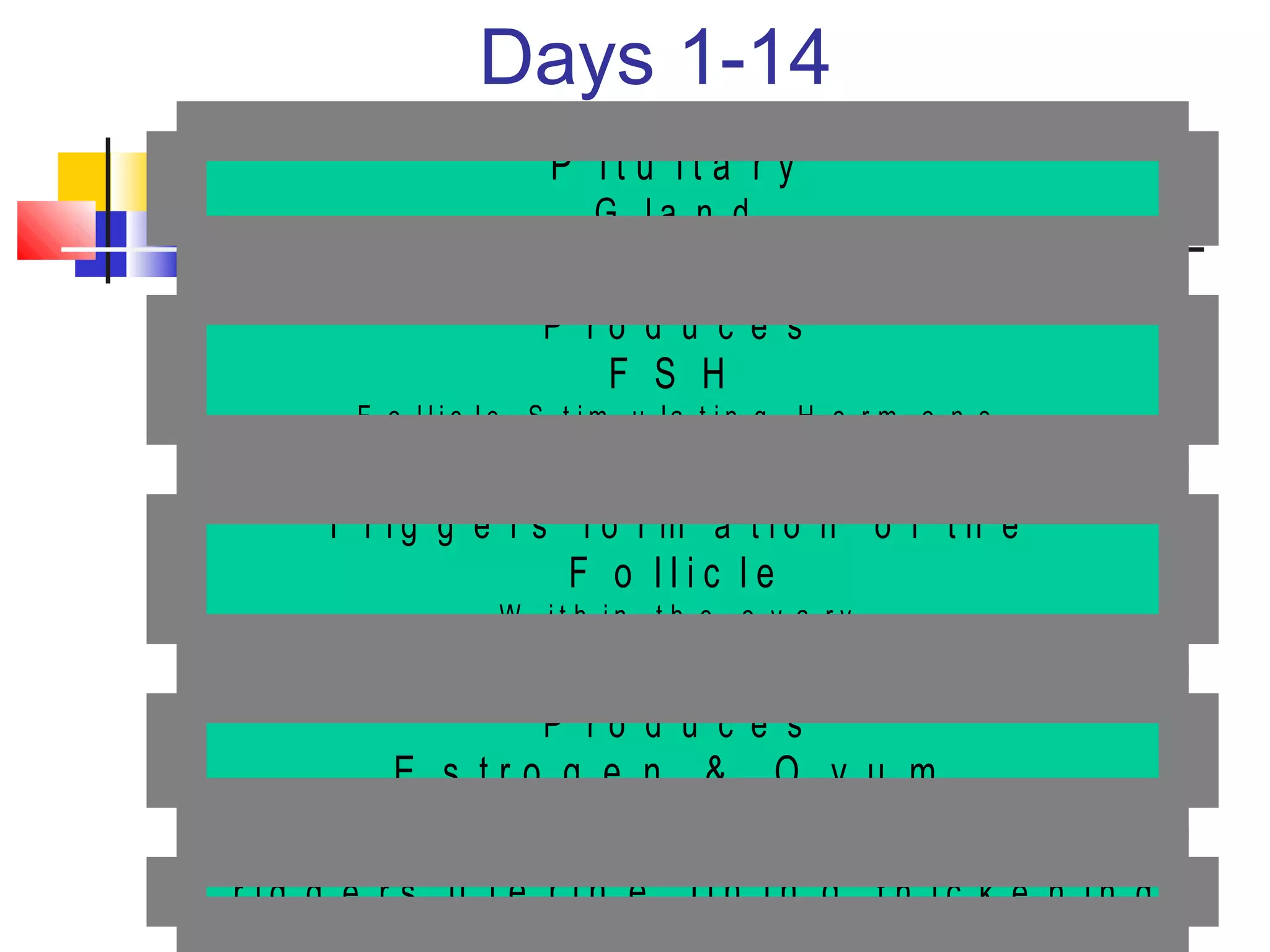 Days 1-14
T r i g g e r s u t e r i n e l i n i n g t h i c k e n i n g
P r o d u c e s
E s t r o g e n & O v u m
T r i g g e r s f o r m a t i o n o f t h e
F o l l i c l e
W i t h i n t h e o v a r y
P r o d u c e s
F S H
F o l l i c l e S t i m u la t i n g H o r m o n e
P i t u i t a r y
G l a n d
 