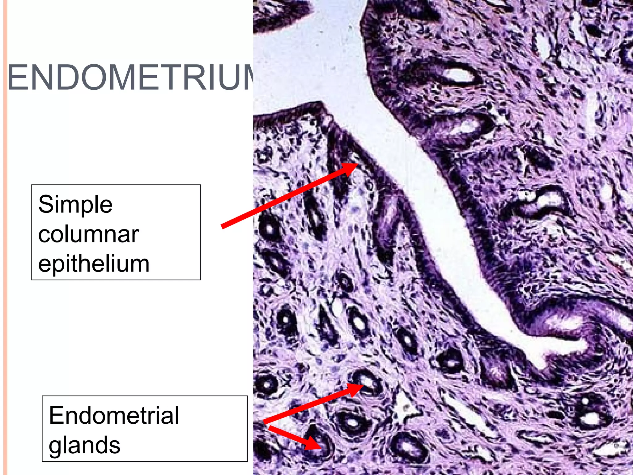 9
ENDOMETRIUM
Simple
columnar
epithelium
Endometrial
glands
 