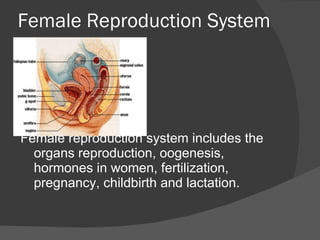 Female Reproduction System ,[object Object]