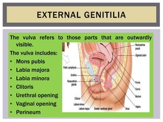 EXTERNAL GENITILIA
The vulva refers to those parts that are outwardly
visible.
The vulva includes:
• Mons pubis
• Labia ma...