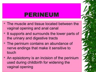 UNIT 3: FEMALE REPRODUCTIVE
SYSTEM
10
PERINEUM
 The muscle and tissue located between the
vaginal opening and anal canal
 It supports and surrounds the lower parts of
the urinary and digestive tracts
 The perinium contains an abundance of
nerve endings that make it sensitive to
touch
 An episiotomy is an incision of the perinium
used during childbirth for widening the
vaginal opening
 