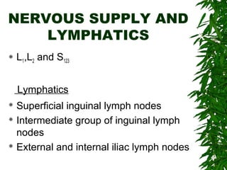 NERVOUS SUPPLY AND
LYMPHATICS
 L1,L2 and S123
Lymphatics
 Superficial inguinal lymph nodes
 Intermediate group of inguinal lymph
nodes
 External and internal iliac lymph nodes
 