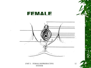 UNIT 3: FEMALE REPRODUCTIVE
SYSTEM
12
FEMALE
 