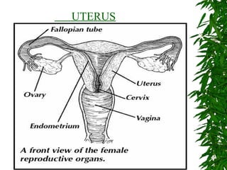 UTERUS
 