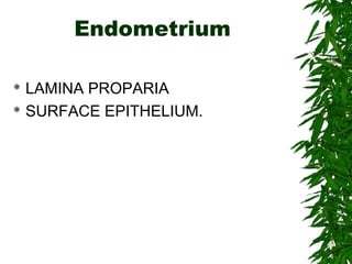 Endometrium
 LAMINA PROPARIA
 SURFACE EPITHELIUM.
 