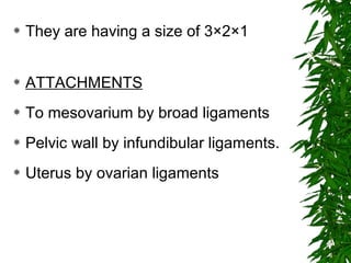  They are having a size of 3×2×1
 ATTACHMENTS
 To mesovarium by broad ligaments
 Pelvic wall by infundibular ligaments.
 Uterus by ovarian ligaments
 