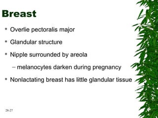28-27
Breast
 Overlie pectoralis major
 Glandular structure
 Nipple surrounded by areola
– melanocytes darken during pregnancy
 Nonlactating breast has little glandular tissue
 