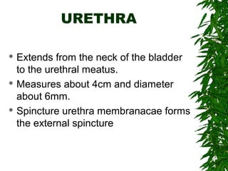 URETHRA
 Extends from the neck of the bladder
to the urethral meatus.
 Measures about 4cm and diameter
about 6mm.
 Spincture urethra membranacae forms
the external spincture
 