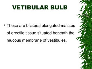 VETIBULAR BULB
 These are bilateral elongated masses
of erectile tissue situated beneath the
mucous membrane of vestibules.
 