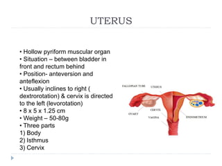 Anatomy of female reproductive system | PPTX