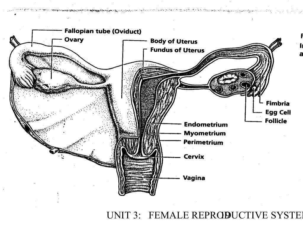 Female reproductive anatomy