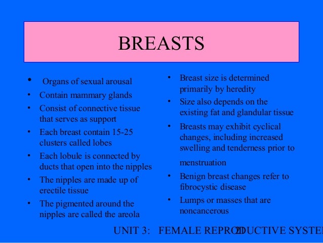 Female reproductive anatomy