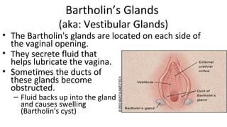 Female reproductive anatomy (1) | PPT