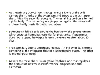  As the primary oocyte goes through meiosis I, one of the cells
garners the majority of the cytoplasm and grows to a much larger
size... this is the secondary oocyte. The remaining portion is termed
a polar body. The secondary oocyte pushes against the ovary wall
and eventually bursts through... ovulation.
 Surrounding follicle cells around the burst form the corpus luteum
which secretes hormones essential for pregnancy. If pregnancy
does not happen, the corpus luteum degenerates after about 10
days.
 The secondary oocyte undergoes meiosis II in the oviduct. The one
garnering all the cytoplasm this time is the mature ovum. The other
is another polar body.
 As with the male, there is a negative feedback loop that regulates
the production of female sex hormones (progesterone and
estrogen).
 
