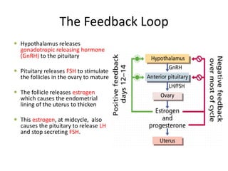 The Feedback Loop
 Hypothalamus releases
gonadotropic releasing hormone
(GnRH) to the pituitary
 Pituitary releases FSH to stimulate
the follicles in the ovary to mature
 The follicle releases estrogen
which causes the endometrial
lining of the uterus to thicken
 This estrogen, at midcycle, also
causes the pituitary to release LH
and stop secreting FSH.
 
