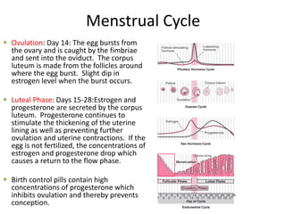Menstrual Cycle
 Ovulation: Day 14: The egg bursts from
the ovary and is caught by the fimbriae
and sent into the oviduct. The corpus
luteum is made from the follicles around
where the egg burst. Slight dip in
estrogen level when the burst occurs.
 Luteal Phase: Days 15-28:Estrogen and
progesterone are secreted by the corpus
luteum. Progesterone continues to
stimulate the thickening of the uterine
lining as well as preventing further
ovulation and uterine contractions. If the
egg is not fertilized, the concentrations of
estrogen and progesterone drop which
causes a return to the flow phase.
 Birth control pills contain high
concentrations of progesterone which
inhibits ovulation and thereby prevents
conception.
 