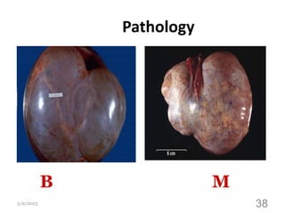 Pathology
5/9/2023
Dr
Mohammed
Fathalla
38
B M
 