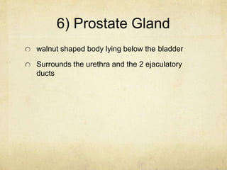 6) Prostate Gland
walnut shaped body lying below the bladder
Surrounds the urethra and the 2 ejaculatory
ducts
 