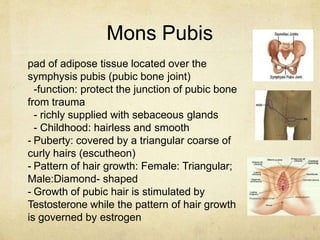 Mons Pubis
pad of adipose tissue located over the
symphysis pubis (pubic bone joint)
-function: protect the junction of pu...