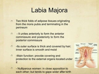 Labia Majora
Two thick folds of adipose tissues originating
from the mons pubis and terminating in the
perineum
- It unite...