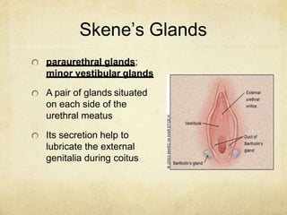 Skene’s Glands
paraurethral glands;
minor vestibular glands
A pair of glands situated
on each side of the
urethral meatus
...