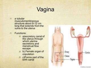 Vagina
a tubular
musculomembranous
structure about 8-12 cm
long that extends from the
vulva to the uterus
Functions:
a)exc...