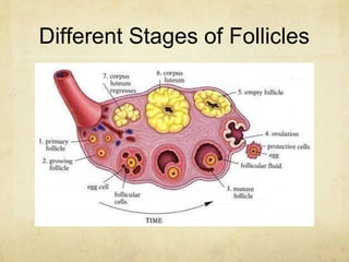 Different Stages of Follicles
 