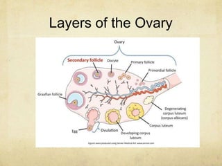Layers of the Ovary
 