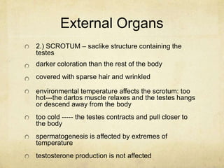 External Organs
2.) SCROTUM – saclike structure containing the
testes
darker coloration than the rest of the body
covered ...