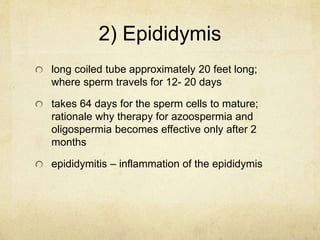 2) Epididymis
long coiled tube approximately 20 feet long;
where sperm travels for 12- 20 days
takes 64 days for the sperm...