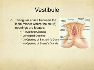 Vestibule
Triangular space between the
labia minora where the six (6)
openings are located:
1) Urethral Opening
2) Vaginal...
