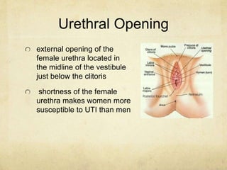Urethral Opening
external opening of the
female urethra located in
the midline of the vestibule
just below the clitoris
sh...