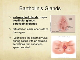 Bartholin’s Glands
vulvovaginal glands; major
vestibular glands;
paravaginal glands
Situated on each inner side of
the vag...