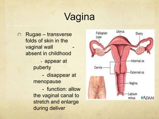 Vagina
Rugae – transverse
folds of skin in the
vaginal wall -
absent in childhood
- appear at
puberty
- disappear at
menop...