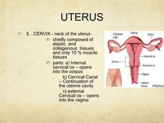 UTERUS
5…CERVIX - neck of the uterus
chiefly composed of
elastic and
collagenous tissues
and only 10 % muscle
tissues
part...