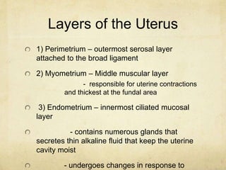 Layers of the Uterus
1) Perimetrium – outermost serosal layer
attached to the broad ligament
2) Myometrium – Middle muscul...