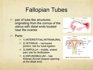 Fallopian Tubes
pair of tube like structures
originating from the cornua of the
uterus with distal ends located
near the o...
