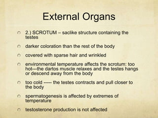 External Organs
2.) SCROTUM – saclike structure containing the
testes
darker coloration than the rest of the body
covered ...