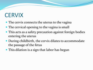 OVARIES
 The female gonads or sex glands
 They develop and expel an ovum each month
 A woman is born with approximately...