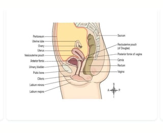 female reproductive organ 28-Jan-2022.pptx
