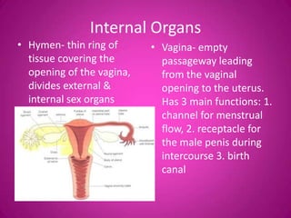 Internal Organs
• Hymen- thin ring of      • Vagina- empty
  tissue covering the        passageway leading
  opening of the vagina,     from the vaginal
  divides external &         opening to the uterus.
  internal sex organs        Has 3 main functions: 1.
                             channel for menstrual
                             flow, 2. receptacle for
                             the male penis during
                             intercourse 3. birth
                             canal
 