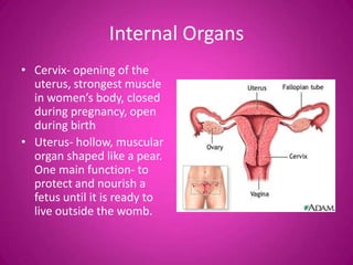 Internal Organs
• Cervix- opening of the
  uterus, strongest muscle
  in women’s body, closed
  during pregnancy, open
  during birth
• Uterus- hollow, muscular
  organ shaped like a pear.
  One main function- to
  protect and nourish a
  fetus until it is ready to
  live outside the womb.
 