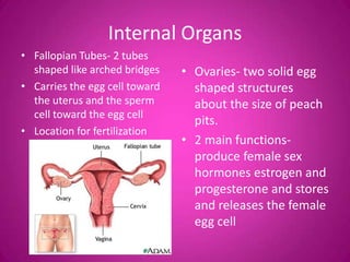 Internal Organs
• Fallopian Tubes- 2 tubes
  shaped like arched bridges    • Ovaries- two solid egg
• Carries the egg cell toward     shaped structures
  the uterus and the sperm        about the size of peach
  cell toward the egg cell
                                  pits.
• Location for fertilization
                                • 2 main functions-
                                  produce female sex
                                  hormones estrogen and
                                  progesterone and stores
                                  and releases the female
                                  egg cell
 