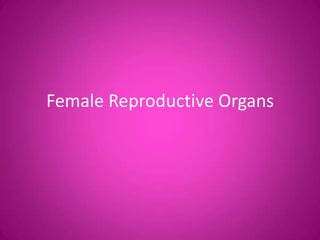 Female Reproductive Organs
 