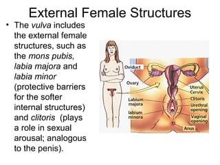 External Female Structures
• The vulva includes
  the external female
  structures, such as
  the mons pubis,
  labia majora and
  labia minor
  (protective barriers
  for the softer
  internal structures)
  and clitoris (plays
  a role in sexual
  arousal; analogous
  to the penis).
 