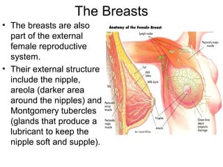 The Breasts
• The breasts are also
  part of the external
  female reproductive
  system.
• Their external structure
  include the nipple,
  areola (darker area
  around the nipples) and
  Montgomery tubercles
  (glands that produce a
  lubricant to keep the
  nipple soft and supple).
 