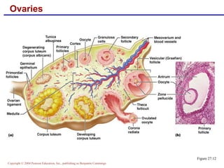 Copyright © 2004 Pearson Education, Inc., publishing as Benjamin Cummings
Ovaries
Figure 27.12
 
